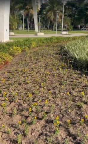 Inflorescências formam pequenos buquês coloridos que mudam de tonalidade ao longo do amadurecimento. Fotos: divulgação mudas plantadas no jardim #paratodosverem