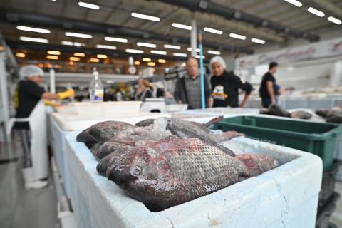 Espécie é vendida a R$ 15,99 o quilo, valor cerca de 30% inferior ao preço médio praticado pessoas olhando peixe no mercado #paratodosverem