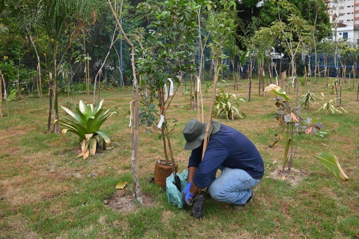 Mata Urbana e Arborização