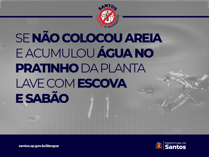 Se você não colocou areia e acumulou água no pratinho da planta, lave-o com escova, água e sabão. Faça isso uma vez por semana.