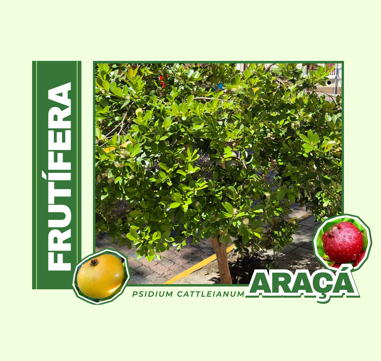 ÁRVORE FRUTÍFERA NATIVA DA MATA ATLÂNTICA ,COM FRUTOS RICOS EM VITAMINA C E FIBRAS , UTILIZADOS NA ALIMENTAÇÃO E NO PREPARO DE SUCOS , GELEIAS E DOCES .
