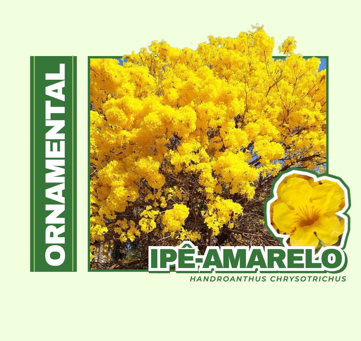 ÁRVORE NATIVA DA MATA ATLÂNTICA , COM FLORAÇÃO MARCANTE EM TONS DE AMARELO E IMPORTANTE PAPEL NA ATRAÇÃO DE POLINIZADORES .