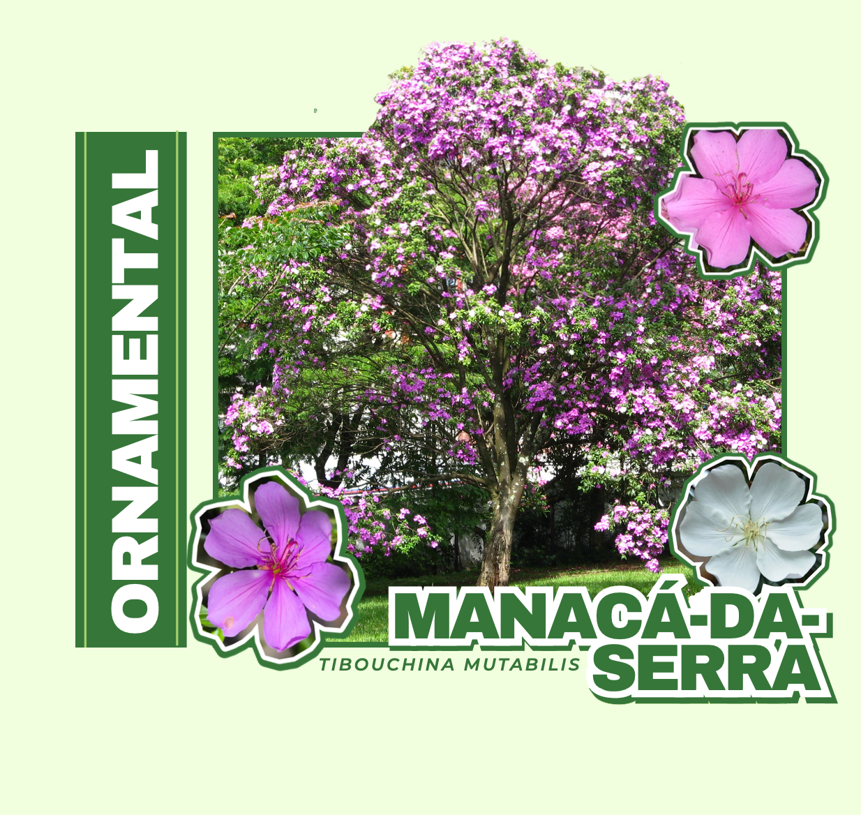ÁRVORE NATIVA DA MATA ATLÂNTICA , COM FLORAÇÃO QUE VARIA DE COR AO LONGO DO TEMPO E COM IMPORTANTE PAPEL NA ATRAÇÃO DE POLINIZADORES .
