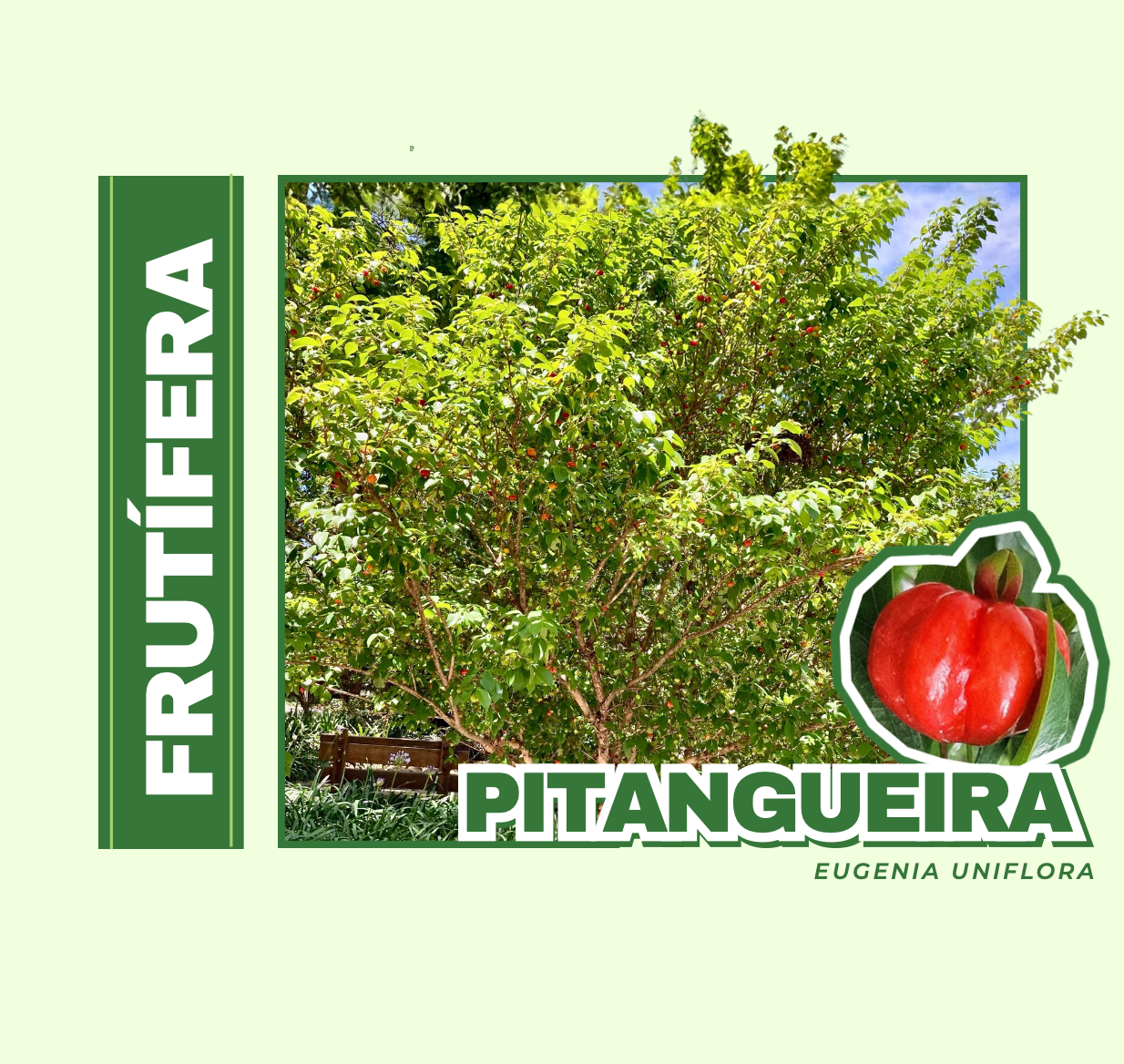 ÁRVORE FRUTÍFERA NATIVA DA MATA ATLÂNTICA , QUE PRODUZ PITANGAS COMESTÍVEIS , DE SABOR MARCANTE , RICAS EM VITAMINAS , USADAS NO PREPARO DE SUCOS , GELEIAS E DOCES .