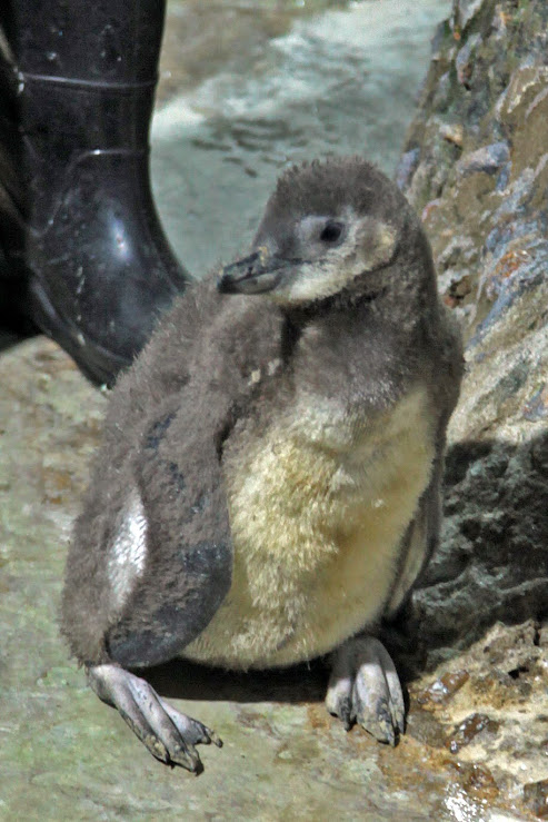 Pinguim em santos