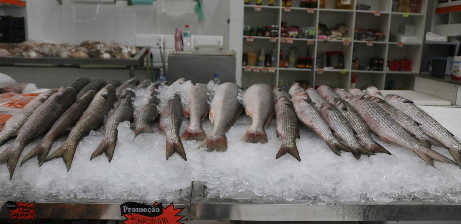 Mercado de Peixes de Santos faz Festival da Tainha com o menor preço dos  últimos anos: R$ 11,99 | Notícia | Prefeitura de Santos