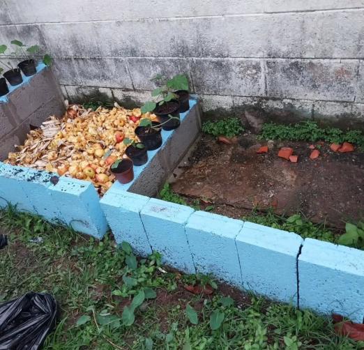 frutas plantadas #paratodosverem