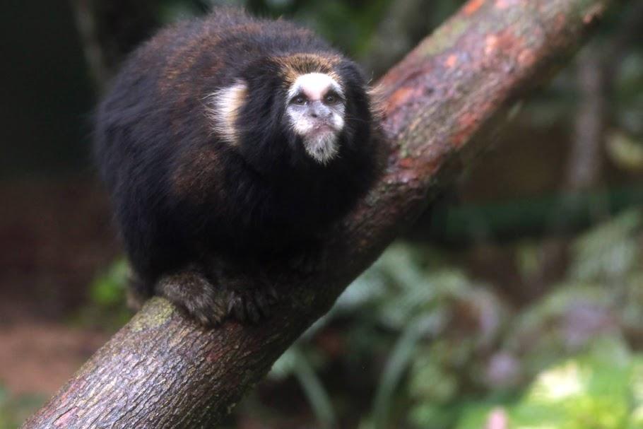 Saguis da Cidade de São Paulo, Secretaria Municipal do Verde e do Meio  Ambiente